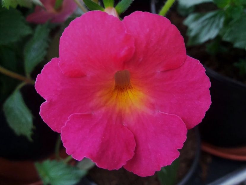 BriD’s Traum - Achi din semințe BriDs 2018