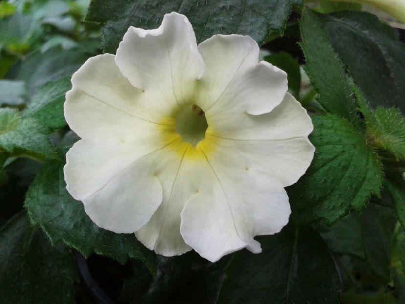 BriD’s Noah - Achi din semințe BriDs 2018