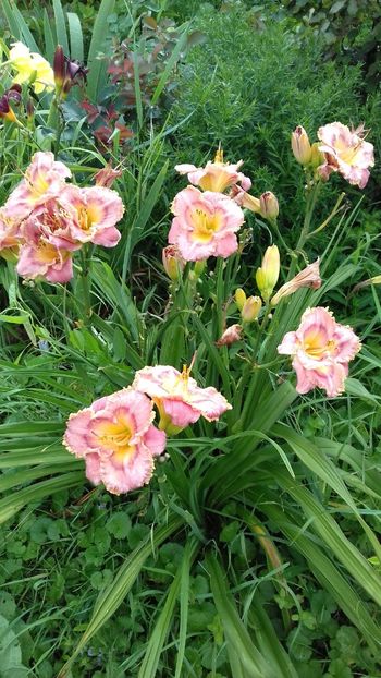 Barbara Ditmer - Hemerocallis 2018