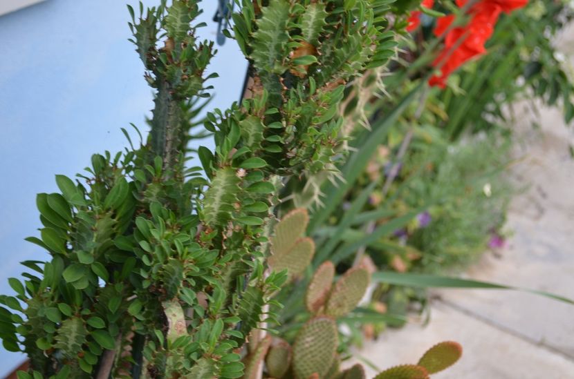  - suculente si cactusi