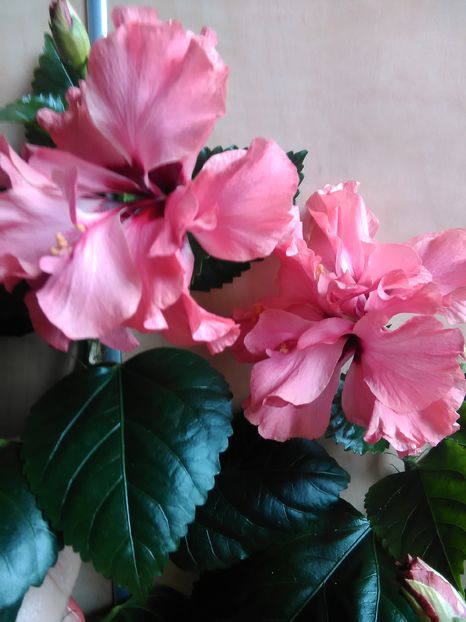  - Hibiscus 2015-2024