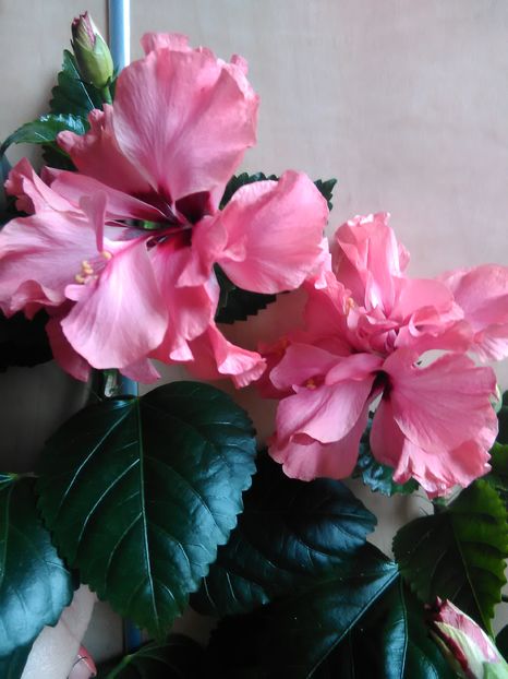  - Hibiscus 2015-2024