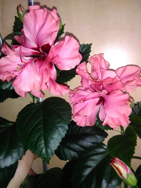  - Hibiscus 2015-2024