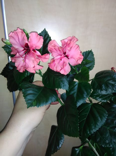  - Hibiscus 2015-2024
