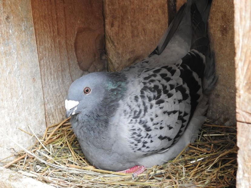  - VOIAJORI STANDARD MATCA