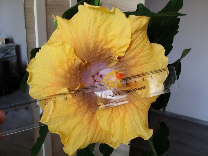 Acesta e unul din "copiii" celor doi de  mai sus - Experiment seminte hibiscus 2016