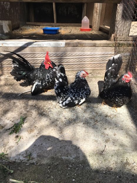 AF03A735-50B3-434D-831F-D9BA7DD5EAC2 - Chabo Bobat de vânzare 2018