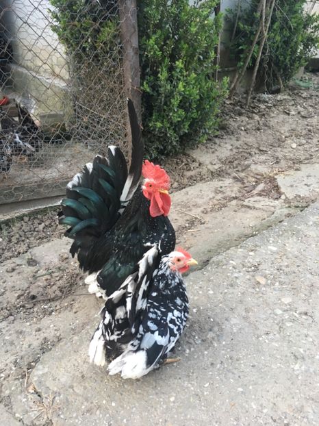 AF82810F-4EDE-46DF-8C80-D7F2FB22A70B - Chabo Bobat de vânzare 2018