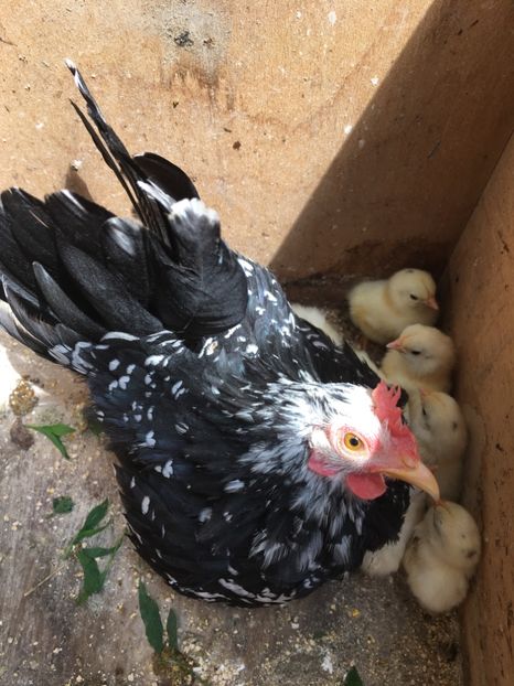 00B232D2-2307-4A16-B175-37005C60CDE6 - Chabo Bobat de vânzare 2018