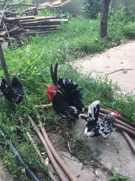 09899C6D-432F-4FCB-A07F-49CCF6FC291D - Chabo Bobat de vânzare 2018