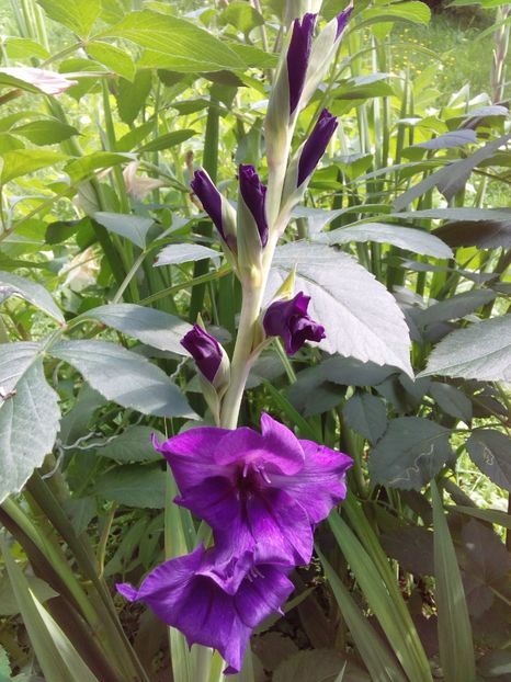  - AAAA_GLADIOLE 2015_2017_2018_2019