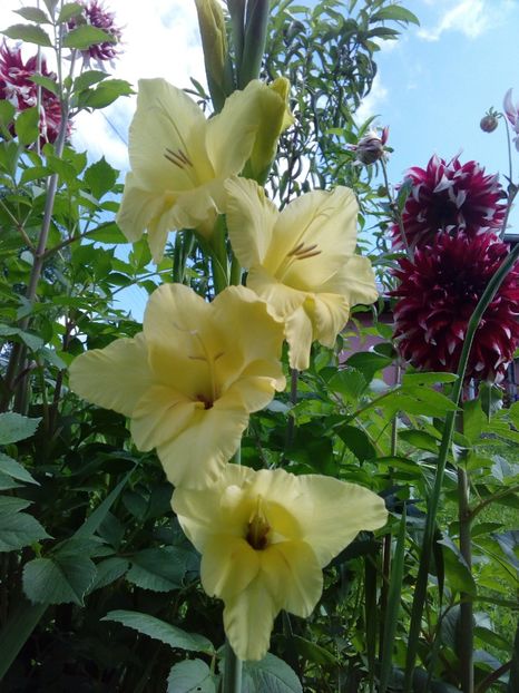  - AAAA_GLADIOLE 2015_2017_2018_2019