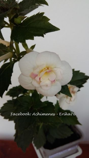 2017 - Summer Clouds D