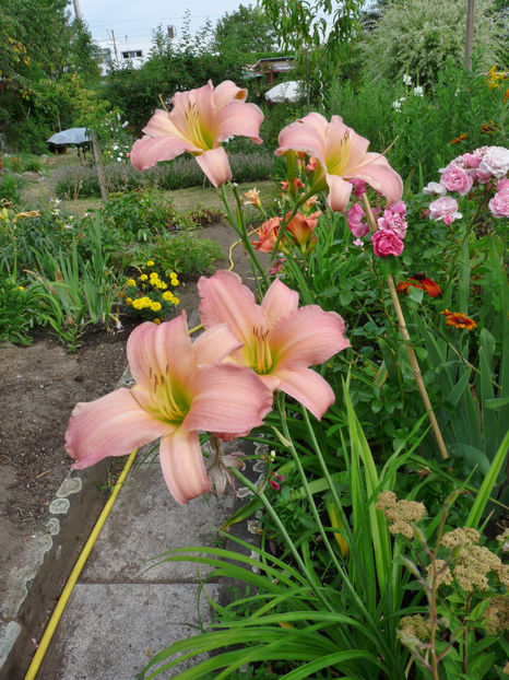 - Hemerocallis