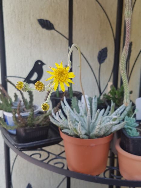 Senecio scaposus cu floricica - Senecio