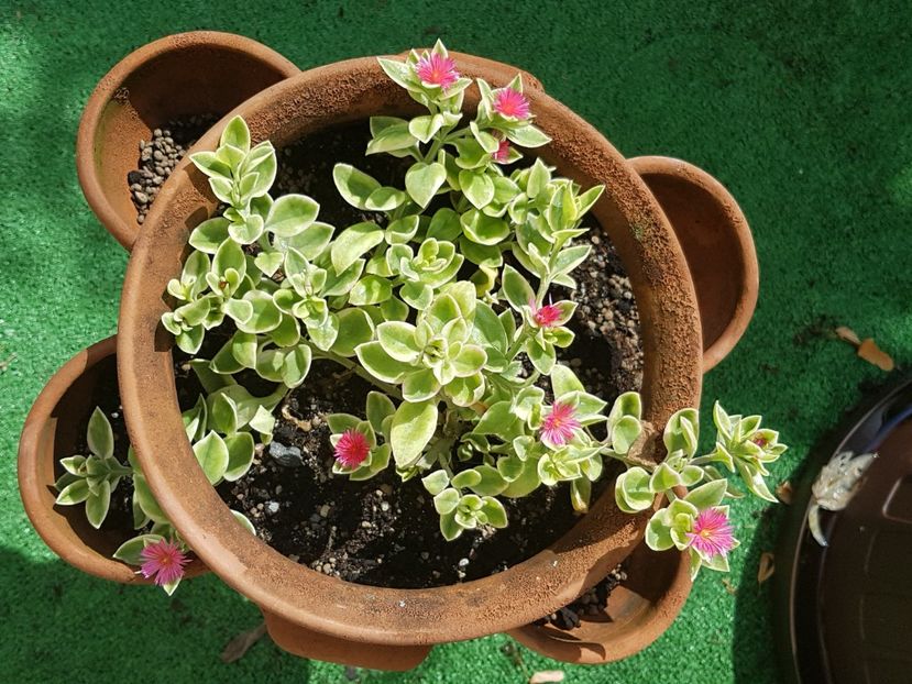 Aptenia variegata - Cactusi si plante suculente 2017-2018-2019