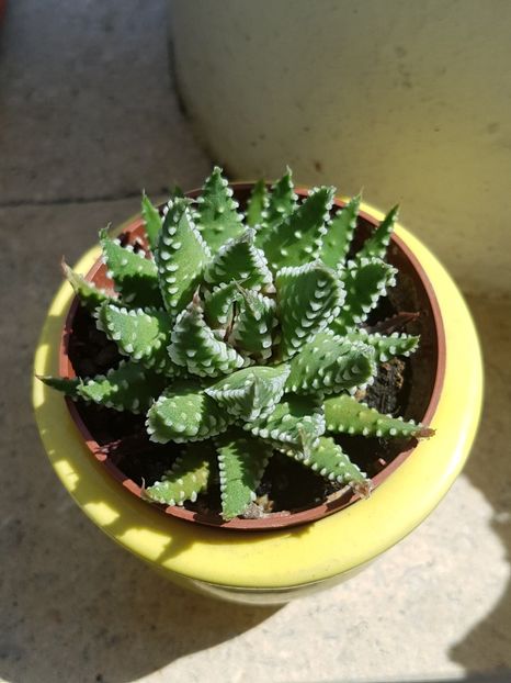 Aloe erinacea - Aloe