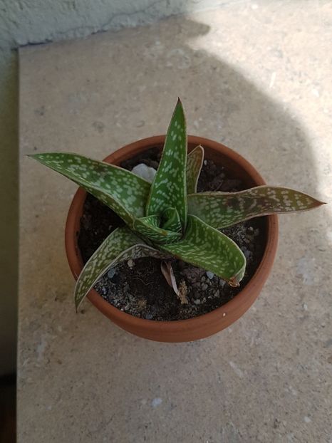 Aloe variegata - Aloe