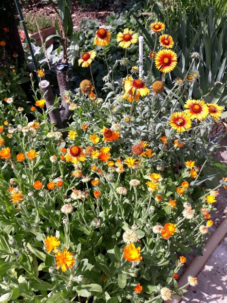  - Flori de grădină-2018 Vara