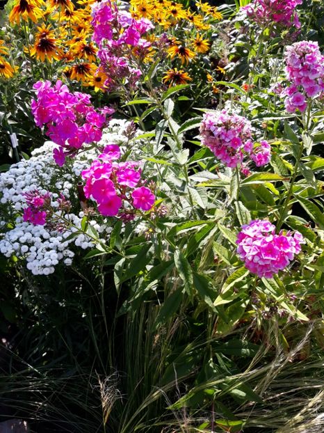  - Flori de grădină-2018 Vara