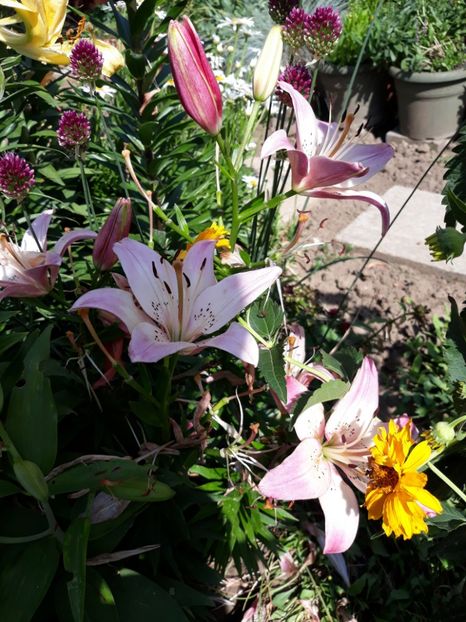  - Flori de grădină-2018 Vara