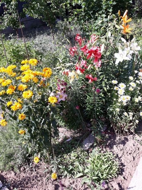  - Flori de grădină-2018 Vara