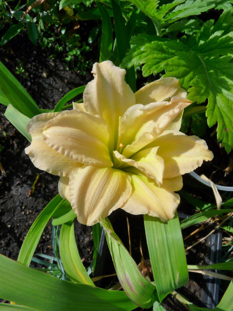  - Hemerocallis