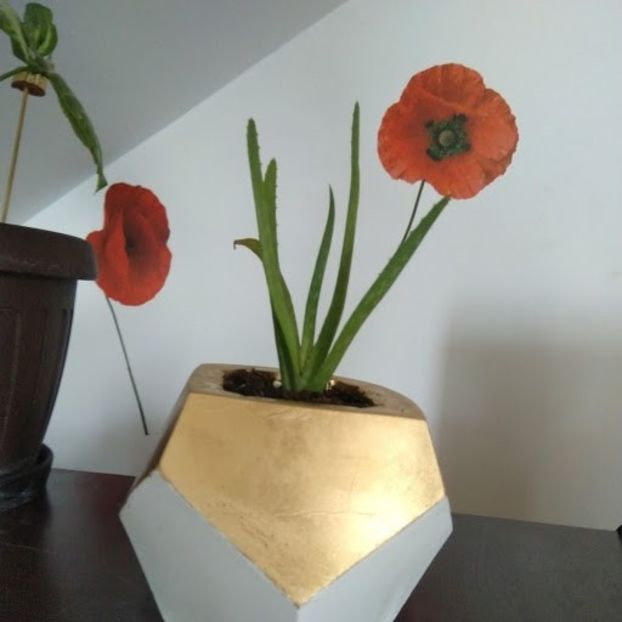  - 2018 -ghivece pentru suculente din ciment alb