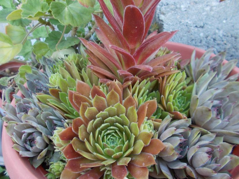  - Cactusi si suculente_2018