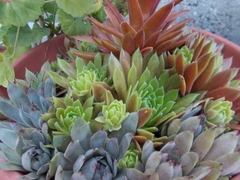  - Cactusi si suculente_2018