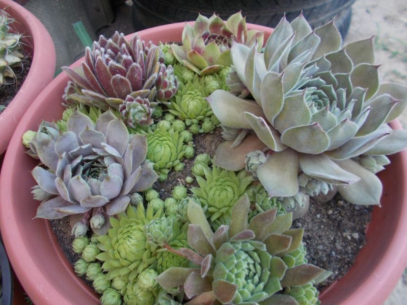  - Cactusi si suculente_2018