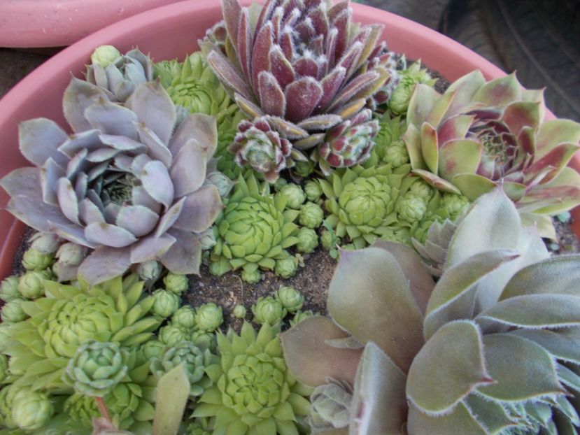  - Cactusi si suculente_2018