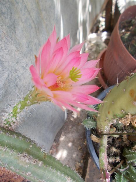  - Cactusi si suculente_2018