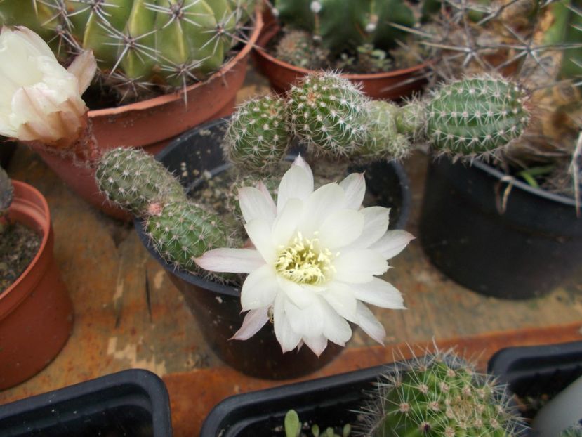  - Cactusi si suculente_2018
