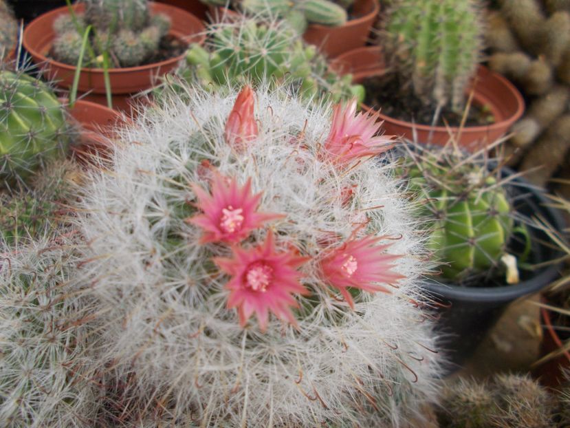  - Cactusi si suculente_2018