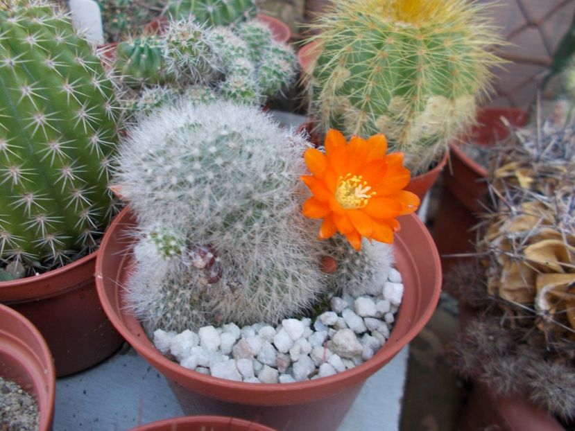  - Cactusi si suculente_2018