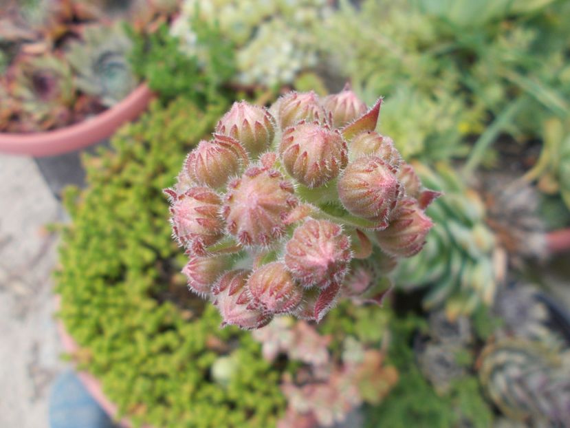  - Cactusi si suculente_2018