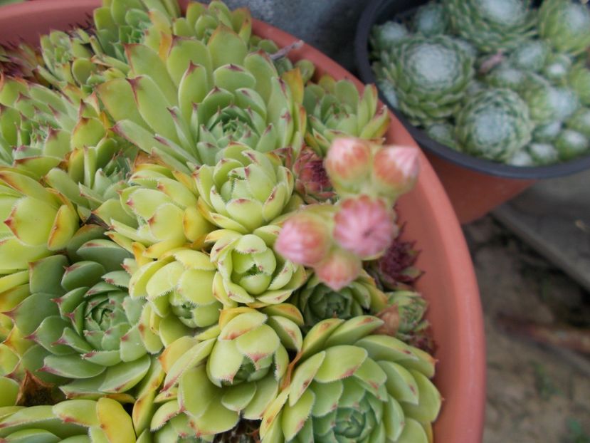  - Cactusi si suculente_2018