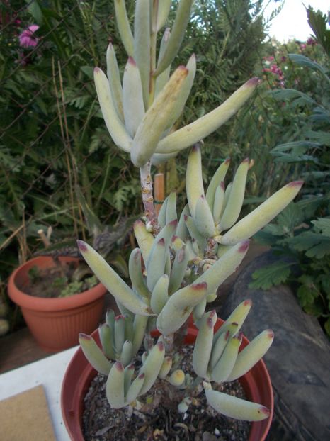  - Cactusi si suculente_2018