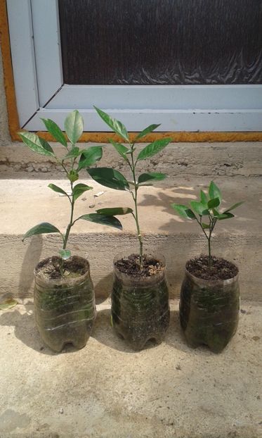 Cara cara, sanguinelli, fragola - Plantele mele 2018