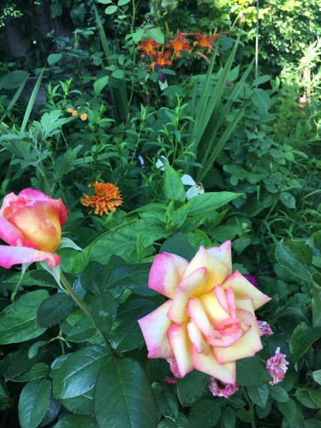 8BB54879-1457-4F66-A17F-F4F099412E45 - Trandafiri 2018 ll