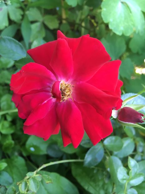 C58F8345-F195-4B6C-8174-87D0E0A3ED6C - Trandafiri 2018 ll