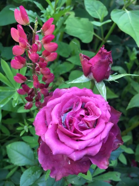 1304AFD3-FCDA-4776-9DC0-54077154AF4C - Trandafiri 2018 ll