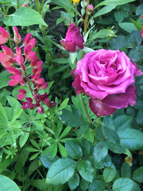 A7B67415-ACD9-4A55-950F-C4B588E0FD78 - Trandafiri 2018 ll