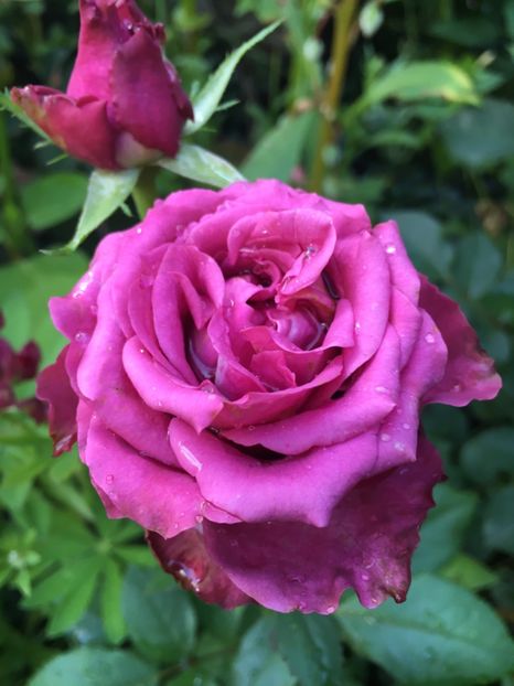 C8DAE24C-4E4A-4F1A-9AAF-939A680E4676 - Trandafiri 2018 ll