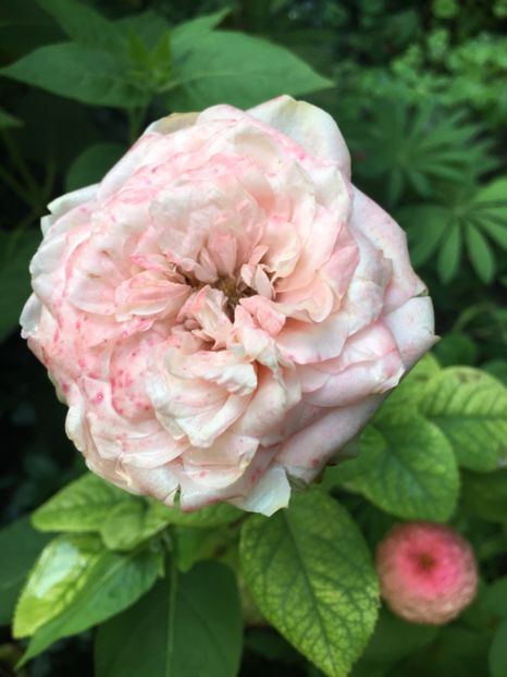 18B72C1D-0A30-4D6A-AF3C-1BDADDE25155 - Trandafiri 2018 ll