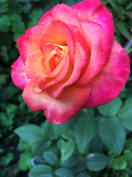 A11FC13D-6AC8-4287-BDC2-544A43BEDECF - Trandafiri 2018 ll