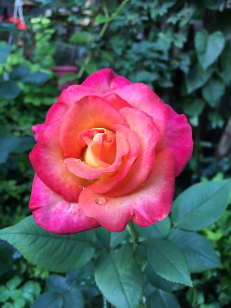 0C5A4C81-6D15-472A-9A78-706573ECEA1D - Trandafiri 2018 ll