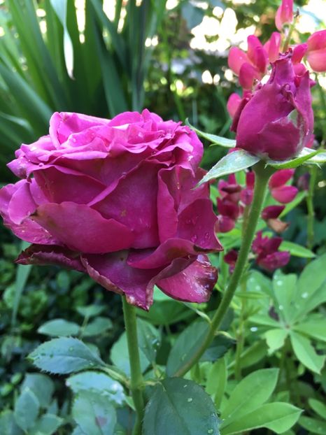 DE13C7B7-A671-4615-ABDD-44C692F6B504 - Trandafiri 2018 ll