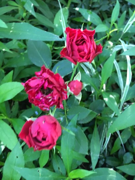 5ADFB361-8977-4A6A-8A76-88E1968F5AD5 - Trandafiri 2018 ll